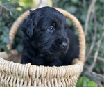 Small #5 Black Russian Terrier