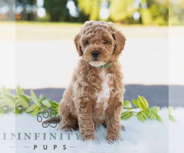 Medium Photo #5 Bichpoo Puppy For Sale in NEWPORT, PA, USA