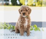 Small #4 Bichpoo
