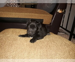 Small Photo #6 Labrador Retriever-Newfoundland Mix Puppy For Sale in CO SPGS, CO, USA