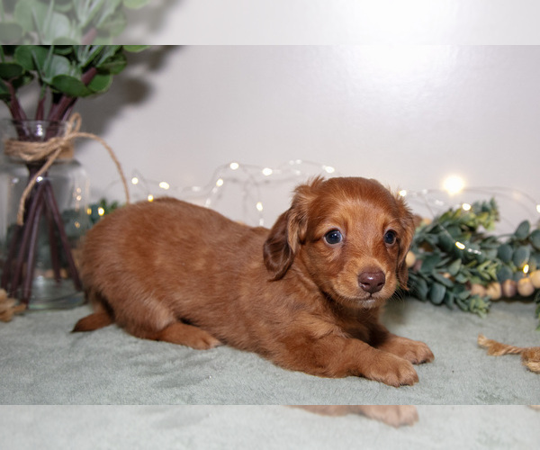 Medium Photo #1 Dachshund Puppy For Sale in ROME CITY, IN, USA