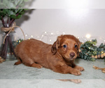 Small Dachshund