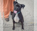 Small #3 Boxer