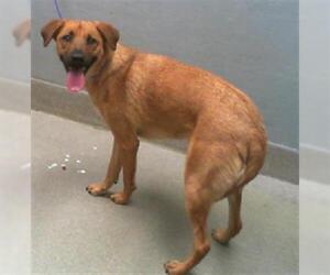 German Shepherd Dog-Unknown Mix Dogs for adoption in Las Vegas, NV, USA