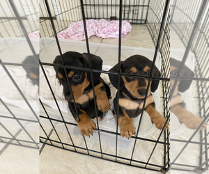 Dachshund Puppy for sale in HIALEAH, FL, USA