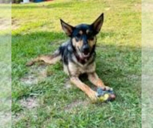 Medium Photo #4 German Shepherd Dog-Miniature Pinscher Mix Puppy For Sale in Winston Salem, NC, USA
