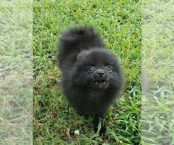 Medium Photo #4 Pomeranian Puppy For Sale in OCTAVIA, OK, USA