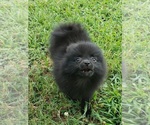 Small Photo #4 Pomeranian Puppy For Sale in OCTAVIA, OK, USA