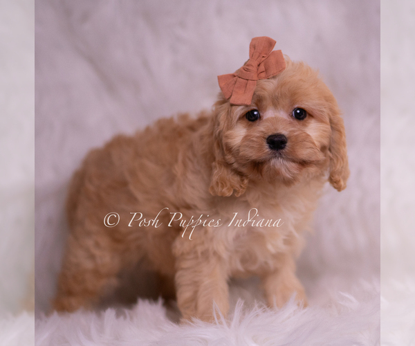 Medium Photo #114 Cavapoo (Miniature) Puppy For Sale in WARSAW, IN, USA