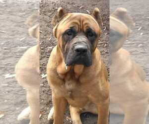 Father of the Cane Corso puppies born on 12/05/2022
