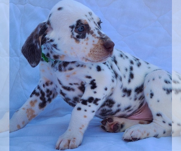 Medium Photo #1 Dalmatian Puppy For Sale in CAPE MAY COURT HOUSE, NJ, USA