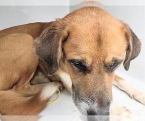 German Shepherd Dog-Unknown Mix Dogs for adoption in Houston, TX, USA