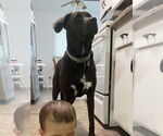 Small Labrador Retriever Mix