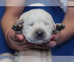 Small Photo #2 Labrador Retriever Puppy For Sale in LORETTO, KY, USA