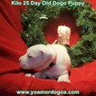 Small Photo #209 Dogo Argentino Puppy For Sale in JANE, MO, USA