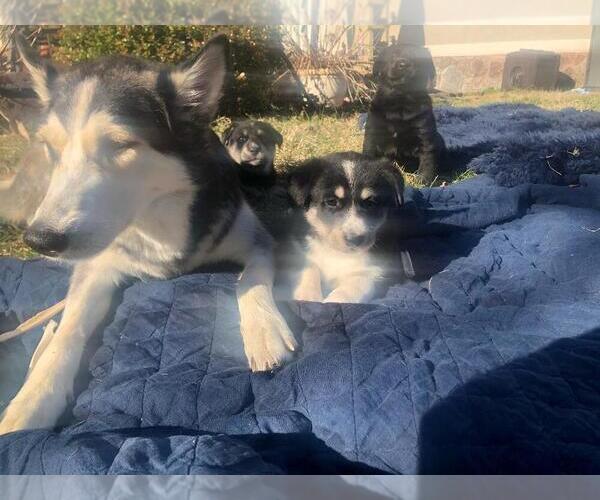 Full screen Photo #1 Labrador Retriever-Wolf Hybrid Mix Puppy For Sale in GASSVILLE, AR, USA