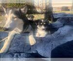 Small Photo #1 Labrador Retriever-Wolf Hybrid Mix Puppy For Sale in GASSVILLE, AR, USA
