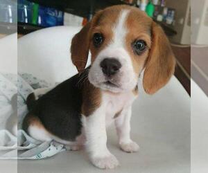 4 Things to Know About Beagle Puppies - Greenfield Puppies