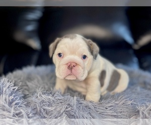 English Bulldog Puppy for sale in PORT RICHEY, FL, USA