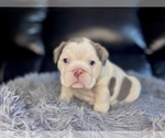 Small Photo #1 English Bulldog Puppy For Sale in PORT RICHEY, FL, USA