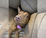 Small #6 Doberman Pinscher-German Shepherd Dog Mix