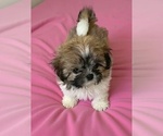 Small #3 Shih Tzu