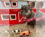 Small Photo #12 French Bulldog Puppy For Sale in REDMOND, WA, USA