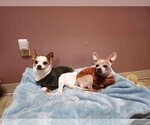 Small Photo #5 Chihuahua Puppy For Sale in Lewistown, PA, USA