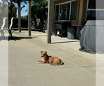 Small #3 Chiweenie