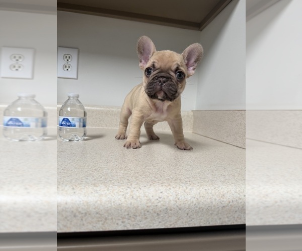 Medium Photo #1 French Bulldog Puppy For Sale in BONAIRE, GA, USA