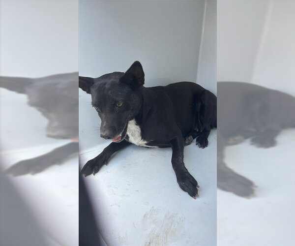 Medium Photo #1 Australian Kelpie-Unknown Mix Puppy For Sale in Houston, TX, USA