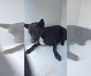 Australian Kelpie-Unknown Mix Dogs for adoption in Houston, TX, USA