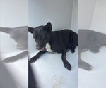 Small Australian Kelpie Mix