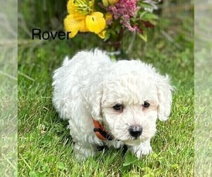 Bichon Frise Puppy for sale in GREENVILLE, PA, USA