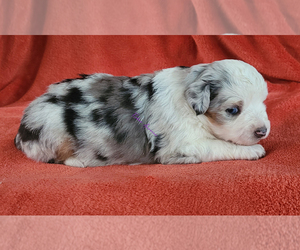 Miniature Australian Shepherd Puppy for sale in DEER PARK, WA, USA