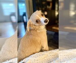 Small #2 Chihuahua Mix