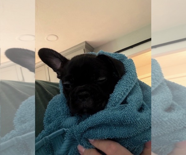 Medium Photo #4 Faux Frenchbo Bulldog-French Bulldog Mix Puppy For Sale in MOUNDRIDGE, KS, USA
