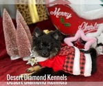 Small Photo #6 Pomeranian Puppy For Sale in HI VISTA, CA, USA