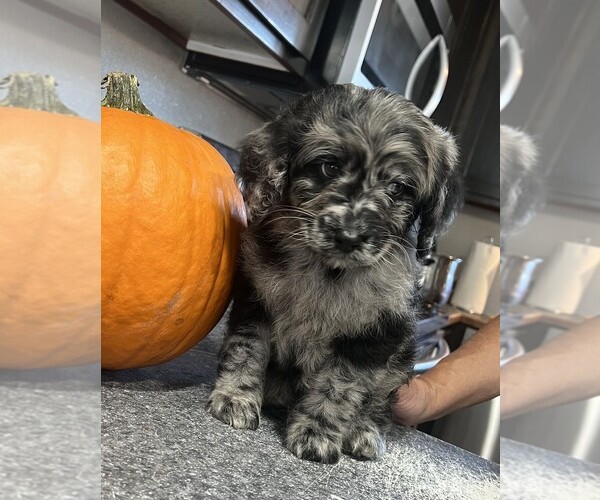 Medium Photo #1 Labradoodle Puppy For Sale in WHITE CITY, OR, USA