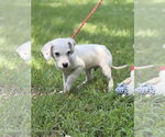 Small #1 Mutt