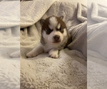 Small Photo #2 Siberian Husky Puppy For Sale in TRACY, CA, USA