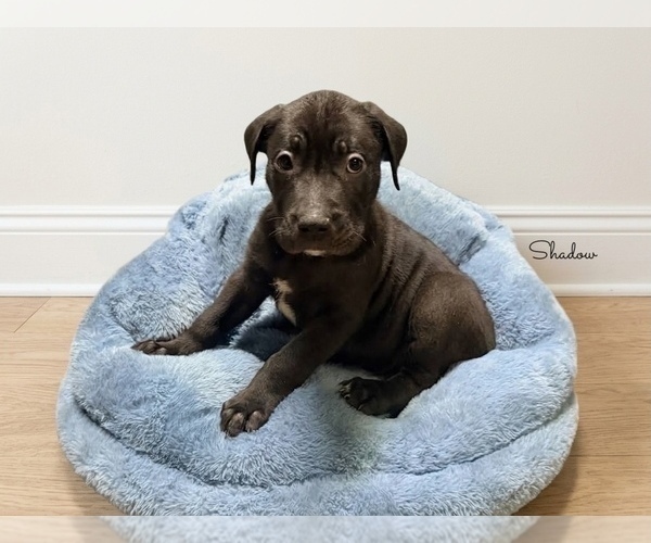 Medium Photo #1 American Pit Bull Terrier Puppy For Sale in RICHMOND, CA, USA