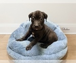Small American Pit Bull Terrier