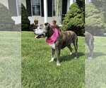Small #2 American Pit Bull Terrier Mix