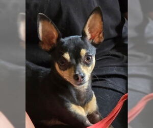 Chihuahua-Unknown Mix Dogs for adoption in Westwood, NJ, USA