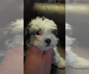 Mal-Shi Puppy for sale in LUDOWICI, GA, USA