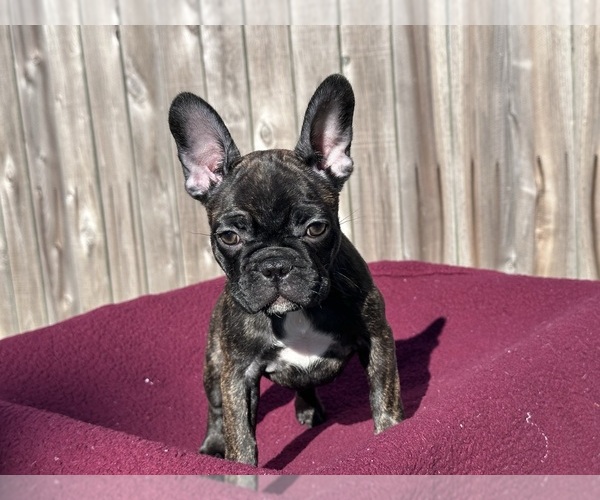 Medium Photo #7 French Bulldog Puppy For Sale in BRYAN, TX, USA