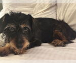 Small #4 Dachshund