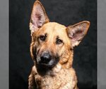 Small Photo #2 German Shepherd Dog Puppy For Sale in Camarillo, CA, USA
