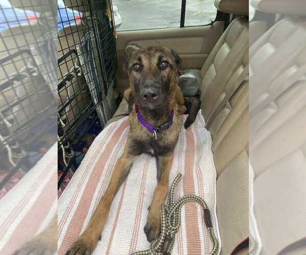 Medium Photo #6 Mutt Puppy For Sale in Imlay City, MI, USA